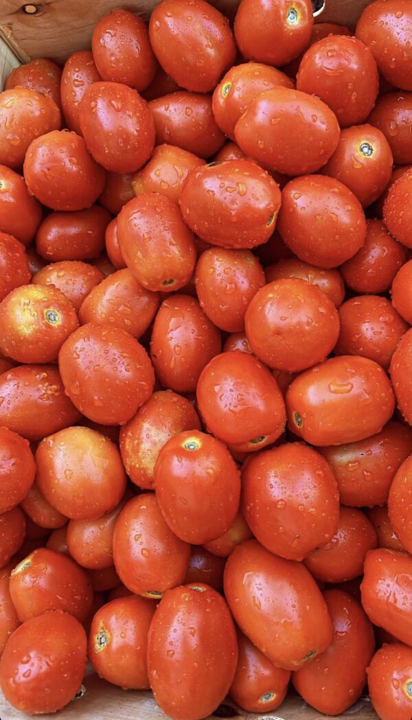 Annual Tomato Day