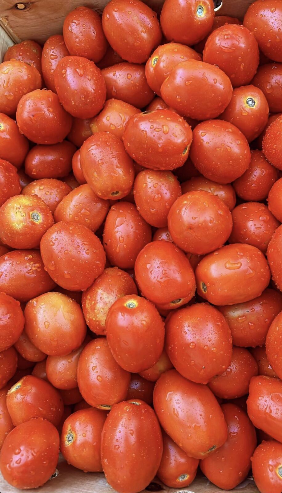 You are currently viewing Annual Tomato Day